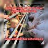 Veranstaltungsbild Ausflug in den Aktivstall für Schweine